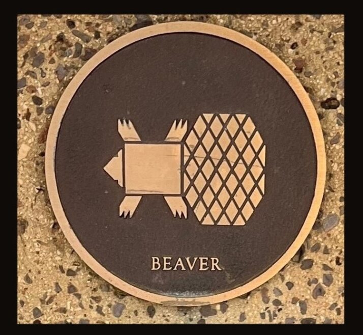 beaver framed